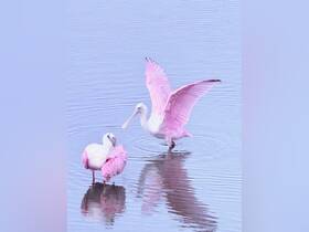 A pair of roseate spoonbills wade gracefully in the water, showcasing their vibrant pink feathers — a stunning display of wildlife in its natural habitat.