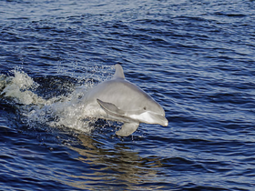 Charter Image
