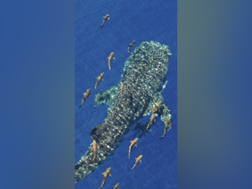 Charter Image