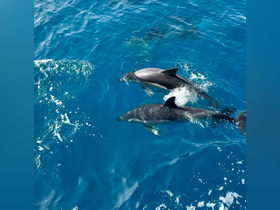 A captivating view of dolphins swimming gracefully in crystal-clear waters, showcasing the beauty of marine wildlife.