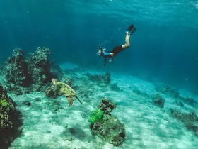 A snorkeler interacts with a sea turtle in a vibrant underwater scene, showcasing the beauty of marine wildlife and snorkeling adventures.