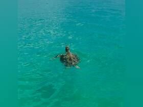 A beautiful sea turtle gracefully swims through clear turquoise waters, showcasing the stunning marine life found in tropical destinations.
