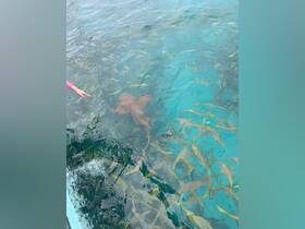 A child points at a shark swimming in clear waters, showcasing an exciting wildlife encounter in a tropical setting.