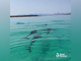 A captivating view of dolphins swimming gracefully in crystal-clear waters, showcasing the beauty of marine wildlife in their natural habitat.