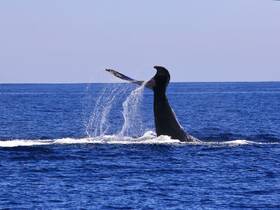 A majestic whale breaches the surface, creating a stunning splash in the clear blue ocean — a breathtaking moment for wildlife enthusiasts and nature lovers.
