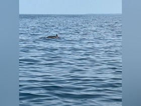 A dolphin gracefully swims through the calm waters, showcasing the beauty of marine wildlife in its natural habitat.
