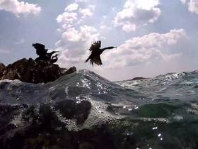 A stunning capture of birds in flight over the ocean, showcasing the beauty of wildlife in its natural habitat.