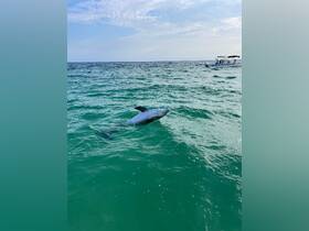A dolphin gracefully swims in the clear waters, with a boat visible in the background, showcasing a beautiful moment of wildlife interaction.