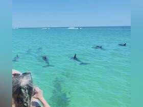 A captivating scene of dolphins swimming in clear turquoise waters, with a person observing the marine life — a perfect moment for wildlife enthusiasts.