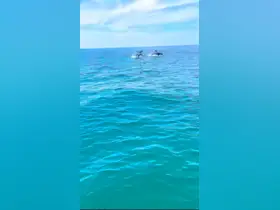 Two dolphins leap gracefully from the turquoise waters, showcasing the beauty of marine wildlife in their natural habitat.
