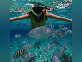 A snorkeler interacts with a school of vibrant fish in crystal-clear waters, showcasing the beauty of underwater wildlife encounters.