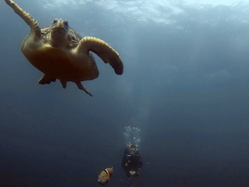 A majestic sea turtle glides gracefully through the water, with a diver exploring the underwater world nearby — a stunning wildlife encounter in the ocean.