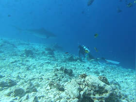 A diver explores the underwater world alongside a shark, showcasing the thrill of marine life encounters while diving in vibrant coral reefs.