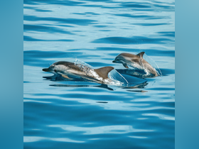 A stunning capture of dolphins swimming gracefully through crystal-clear waters, showcasing the beauty of marine wildlife.