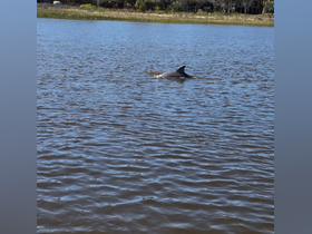 A dolphin gracefully swims through calm waters, showcasing the beauty of marine wildlife in its natural habitat.