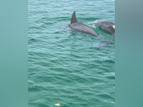 A captivating view of dolphins swimming in clear turquoise waters, showcasing the beauty of marine wildlife in their natural habitat.
