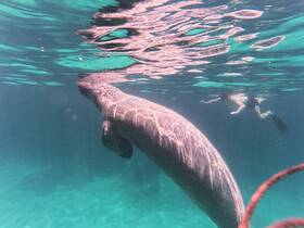 A stunning underwater encounter with a manatee as a snorkeler glides nearby, showcasing the beauty of marine wildlife in crystal-clear waters.