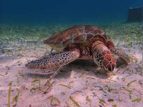 A stunning close-up of a sea turtle gracefully swimming over a sandy seabed, showcasing the beauty of marine wildlife.