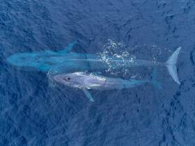 A stunning aerial view of two whales swimming gracefully in deep blue waters, showcasing the beauty of marine wildlife in their natural habitat.