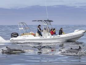 A thrilling encounter as a group enjoys a boat ride while dolphins swim alongside, showcasing the beauty of marine wildlife in the ocean.