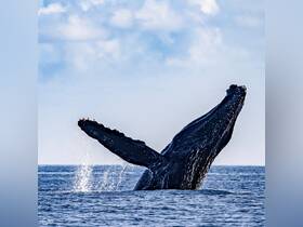 A stunning close-up of a humpback whale breaching the surface, showcasing the majesty of marine wildlife in its natural habitat.