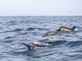 A captivating moment capturing dolphins swimming gracefully in the ocean, showcasing the beauty of marine wildlife in their natural habitat.