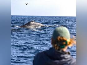 A captivating moment as a whale surfaces near a boat, with a guest observing the majestic creature — an unforgettable wildlife experience.