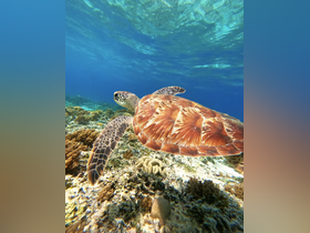 A stunning underwater shot of a sea turtle gliding over a vibrant coral reef, showcasing the beauty of marine wildlife in its natural habitat.