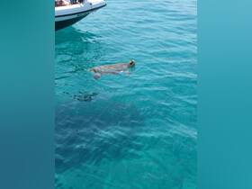 A sea turtle swims gracefully in crystal-clear waters, with a boat visible in the background — a perfect moment for wildlife enthusiasts and marine life lovers.