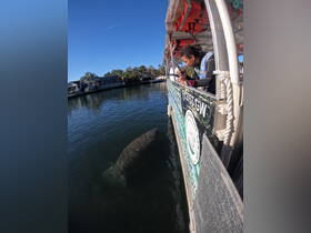 A captivating encounter with a manatee as a guest observes from a boat, showcasing the beauty of wildlife interactions in serene waters.