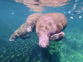A serene underwater scene featuring manatees swimming gracefully, showcasing the beauty of marine wildlife encounters. Perfect for nature lovers and eco-tourism enthusiasts.