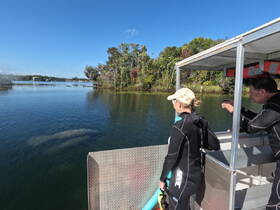 Two snorkelers observe a manatee swimming in the clear waters, showcasing a unique wildlife encounter in a serene natural setting.