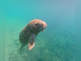 A close-up shot of a manatee swimming gracefully in clear waters, showcasing the beauty of marine wildlife in its natural habitat.
