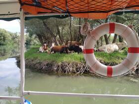 A serene view of cows resting by the riverbank, framed by the edge of a boat, showcasing the peaceful coexistence of wildlife and nature.