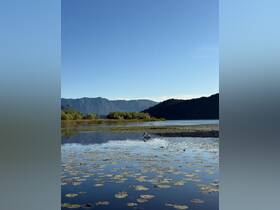 A serene scene featuring a pelican swimming gracefully in a tranquil lake surrounded by lush greenery and mountains — a perfect representation of nature's beauty.