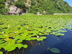 A serene view of a water lily pond surrounded by lush greenery, showcasing the beauty of nature.