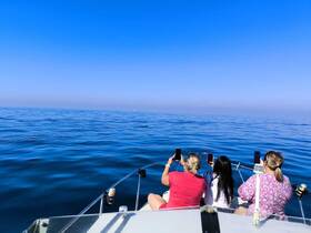 A group of friends captures the moment as dolphins swim alongside their boat in the serene ocean, creating a memorable experience on the water.