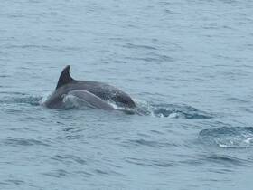 A captivating moment capturing dolphins swimming gracefully in the open water, showcasing the beauty of marine wildlife.