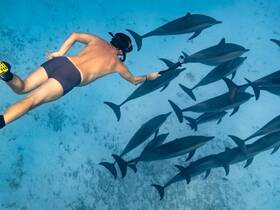 A swimmer interacts with a pod of dolphins underwater, capturing a breathtaking wildlife experience in the ocean — a must-see for marine life enthusiasts.