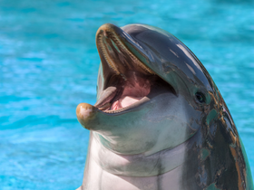 A close-up shot of a dolphin showcasing its playful nature in vibrant blue waters — a captivating glimpse into marine wildlife.