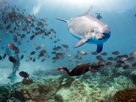 A dolphin swims gracefully among a school of colorful fish, while a snorkeler explores the vibrant underwater world — a captivating wildlife encounter in the ocean.