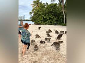 Guests interact with a group of raccoons on the beach, showcasing a unique wildlife experience in a tropical setting.