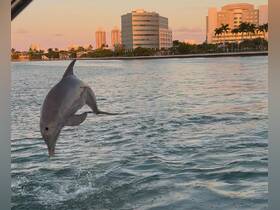 A stunning moment captured as a dolphin leaps out of the water, showcasing the beauty of marine wildlife against a backdrop of city buildings.