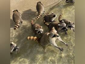 A playful group of raccoons splashes in shallow water, showcasing their curious nature and playful antics in a natural setting.