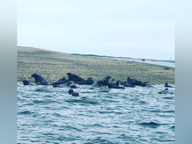 A group of seals relaxes on the water's edge, showcasing a serene wildlife moment in their natural habitat.