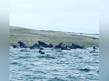 Salt Reaper charters