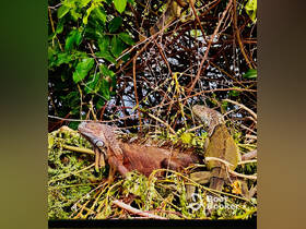 A pair of iguanas perched among lush greenery, showcasing their vibrant colors and natural habitat — a captivating glimpse into wildlife.