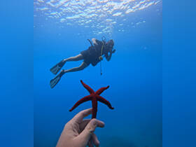 A diver explores the underwater world while holding a vibrant red starfish, showcasing the beauty of marine life during a scuba diving adventure.
