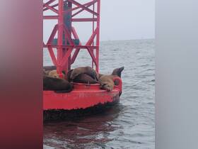 A group of seals relaxes on a red buoy, showcasing a charming wildlife moment in a coastal setting.