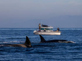 A thrilling encounter with orcas as people on a boat observe these majestic whales in their natural habitat — a perfect moment for wildlife enthusiasts.